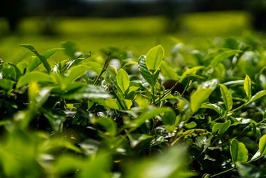 Small JPG-Tea Garden_Kenya Nandi Hills 2024 (1).jpg__PID:9d773189-fc19-482b-9a41-ce3daf15bb5d